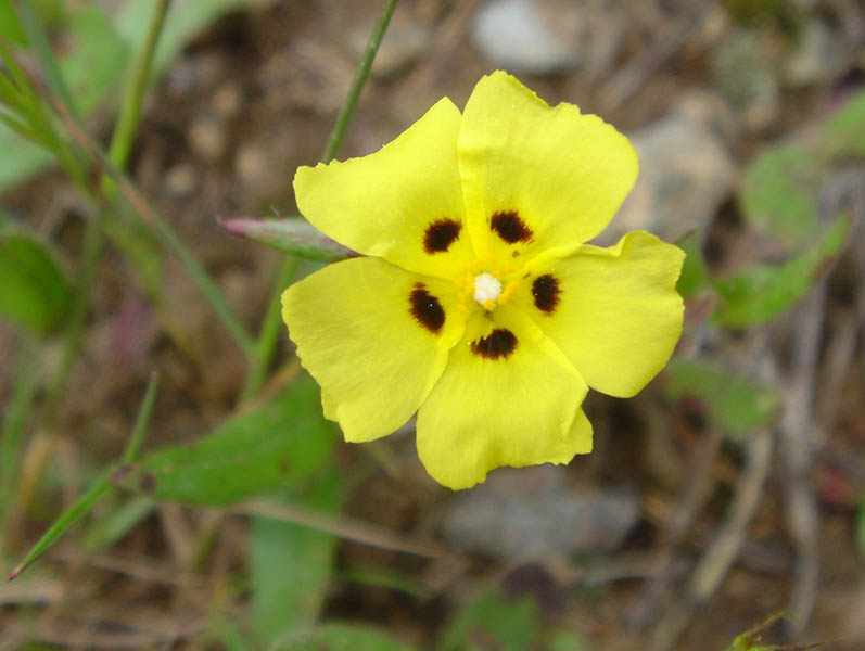 Halimium halimifolius en fleurs dans les dunes littorales méditerranéennes